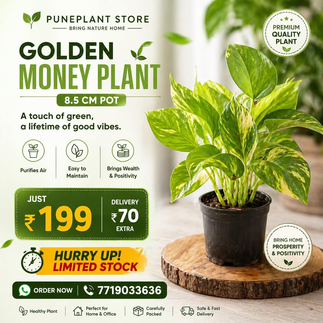 Golden money plant