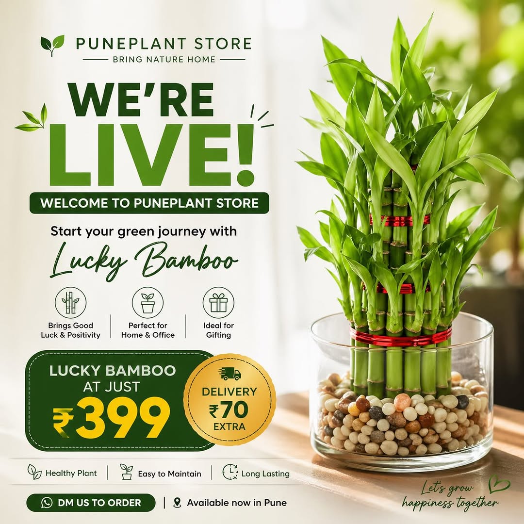 Lucky bamboo